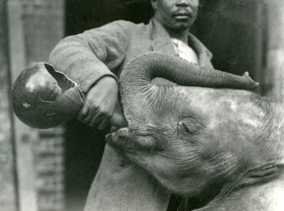 Junger afrikanischer Elefant Kiberenge wird von Darisha getränkt, während Syed Ali im Hintergrund zusieht, London Zoo, September 1923 von Frederick William Bond